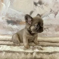 Male, Fluffy Lilac and Tan, a male French Bulldog for sale in Houston, TX – 5 of 8