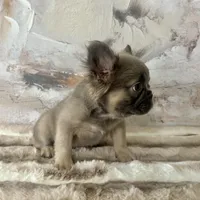 Male, Fluffy Lilac and Tan, a male French Bulldog for sale in Houston, TX – 2 of 8