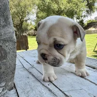 Female, Cream and White, a female English Bulldog for sale in Houston, TX – Photo 5 of 8