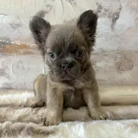 Male, Fluffy Lilac and Tan, a male French Bulldog for sale in Houston, TX – Photo 4 of 6