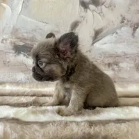 Male, Fluffy Lilac and Tan, a male French Bulldog for sale in Houston, TX – Photo 2 of 6
