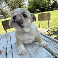 Female, Cream and White, a female English Bulldog for sale in Houston, TX – Photo 3 of 8