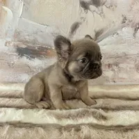 Male, Fluffy Lilac and Tan, a male French Bulldog for sale in Houston, TX – 8 of 8