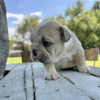 Female, Cream and White, a female English Bulldog for sale in Houston, TX – Photo 2 of 8