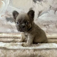 Male, Fluffy Lilac and Tan, a male French Bulldog for sale in Houston, TX – Photo 6 of 6