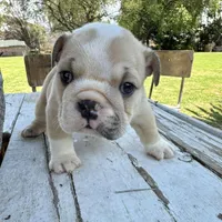 Female, Cream and White, a female English Bulldog for sale in Houston, TX – Photo 8 of 8