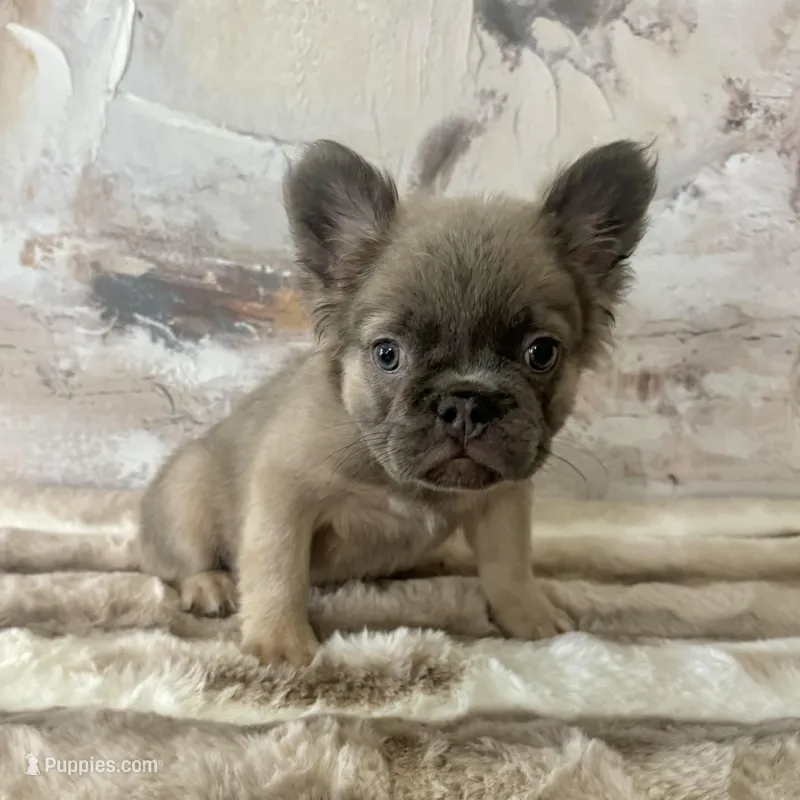 Male, Fluffy Lilac and Tan – French Bulldog puppy for sale in Houston, TX