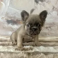 Male, Fluffy Lilac and Tan, a male French Bulldog for sale in Houston, TX – 1 of 8