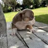 Male, Choco Tri, a male English Bulldog for sale in Houston, TX – 6 of 8