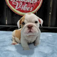 Male, Fawn and White, a male English Bulldog for sale in Houston, TX – 7 of 10