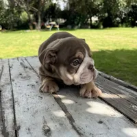 Male, Choco Tri, a male English Bulldog for sale in Houston, TX – 2 of 6