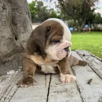 Male, Brown and White, a male English Bulldog for sale in Houston, TX – 3 of 7