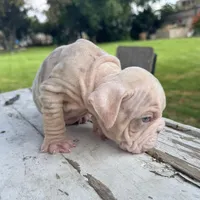 Male, Velvet, a male English Bulldog for sale in Houston, TX – Photo 9 of 9