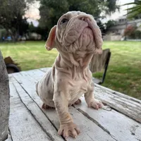 Male, Velvet, a male English Bulldog for sale in Houston, TX – Photo 5 of 9