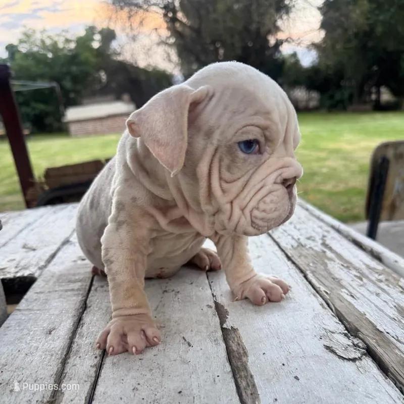 Male, Velvet – English Bulldog puppy for sale in Houston, TX