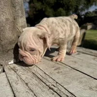 Male, Velvet, a male English Bulldog for sale in Houston, TX – Photo 7 of 9