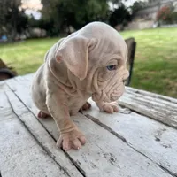 Male, Velvet, a male English Bulldog for sale in Houston, TX – Photo 8 of 9