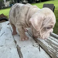 Male, Velvet, a male English Bulldog for sale in Houston, TX – Photo 3 of 9