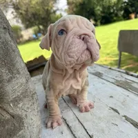 Male, Velvet, a male English Bulldog for sale in Houston, TX – Photo 2 of 9
