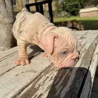 Male, Velvet, a male English Bulldog for sale in Houston, TX – Photo 6 of 9