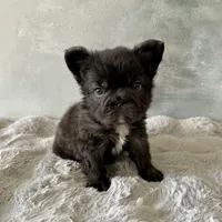 Male, Black Fluffy Big Rope, a male French Bulldog for sale in Houston, TX – Photo 8 of 9