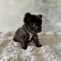 Male, Black Fluffy Big Rope, a male French Bulldog for sale in Houston, TX – Photo 4 of 9