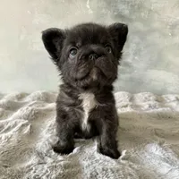 Male, Black Fluffy Big Rope, a male French Bulldog for sale in Houston, TX – Photo 2 of 9