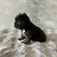 Male, Black Fluffy Big Rope, a male French Bulldog for sale in Houston, TX – Photo 3 of 9