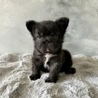 Male, Black Fluffy Big Rope, a male French Bulldog for sale in Houston, TX – Photo 9 of 9