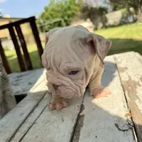 Male, Velvet, a male English Bulldog for sale in Houston, TX – Photo 4 of 9