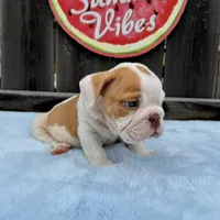 Male, Fawn and White, a male English Bulldog for sale in Houston, TX – 2 of 10