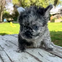 Male, Fluffy Black Tri Merle, a male French Bulldog for sale in Houston, TX – 4 of 5