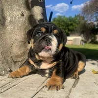 Male, Black Tri , a male English Bulldog for sale in Houston, TX – 4 of 9