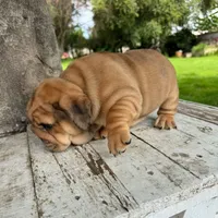 Female, Fawn , a female English Bulldog for sale in Houston, TX – 6 of 8