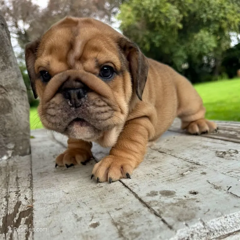 Female, Fawn  – English Bulldog puppy for sale in Houston, TX