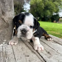 Male, Black Tri , a male English Bulldog for sale in Houston, TX – 6 of 6