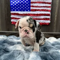 Male, Black Tri Merle, a male English Bulldog for sale in Houston, TX – 6 of 8