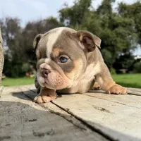 Male, Lilac Tri, a male English Bulldog for sale in Houston, TX – 7 of 7