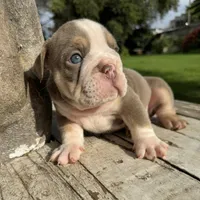 Male, Lilac Tri, a male English Bulldog for sale in Houston, TX – 1 of 6