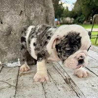 Male, Black Tri Merle, a male English Bulldog for sale in Houston, TX – 6 of 8