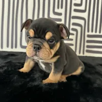 Male, Black Tri, a male English Bulldog for sale in Houston, TX – 5 of 8