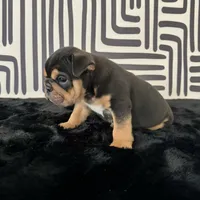 Male, Black Tri, a male English Bulldog for sale in Houston, TX – 4 of 6