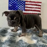 Male, Blue and Tan, a male English Bulldog for sale in Houston, TX – 5 of 6