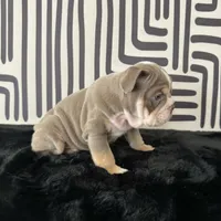 Female, Lilac Tri, a female English Bulldog for sale in Houston, TX – 3 of 6