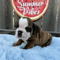Male, Brindle, a male English Bulldog for sale in Houston, TX – 2 of 9