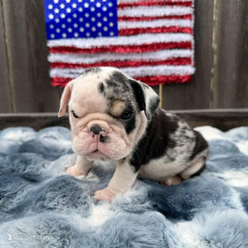 Male, Black Tri Merle – English Bulldog puppy for sale in Houston, TX