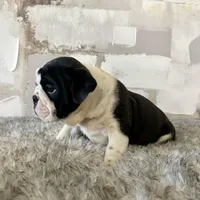 Male, Black and White, a male English Bulldog for sale in Houston, TX – Photo 6 of 7