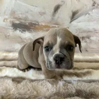 Male, lilac Tri, a male English Bulldog for sale in Houston, TX – Photo 7 of 7