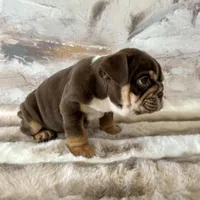 Male, Choco Tri, a male English Bulldog for sale in Houston, TX – Photo 2 of 8