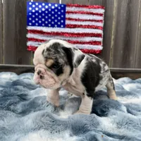 Male, Black Tri Merleee, a male English Bulldog for sale in Houston, TX – 6 of 7